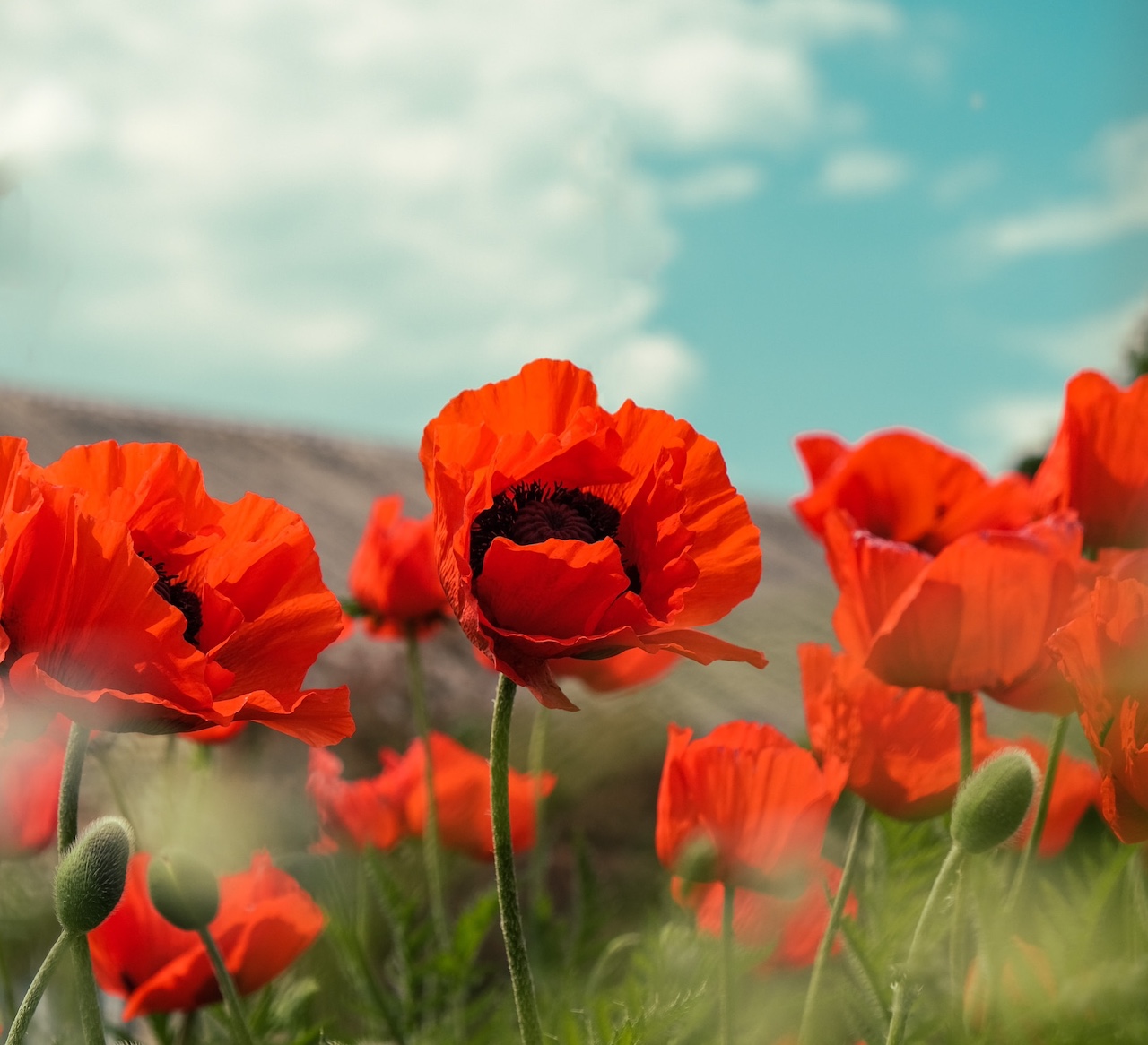 Poppy Field